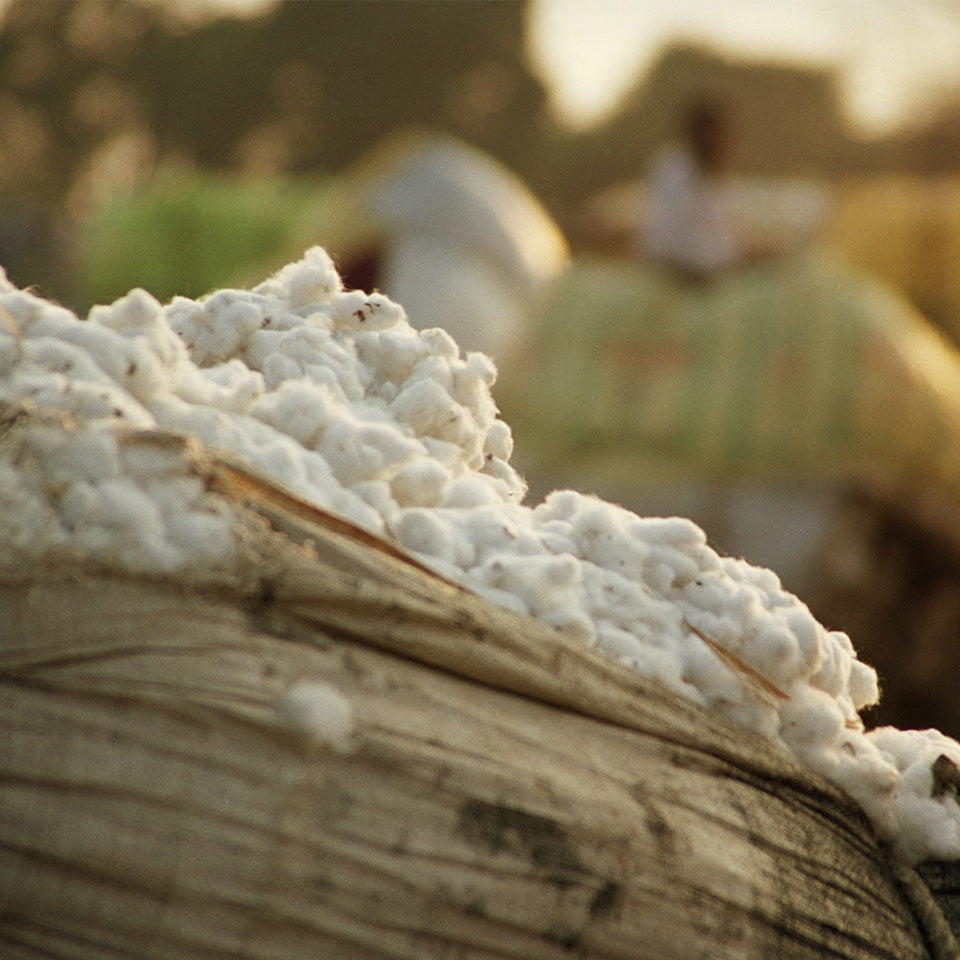 Close up of cotton being picked for bedding