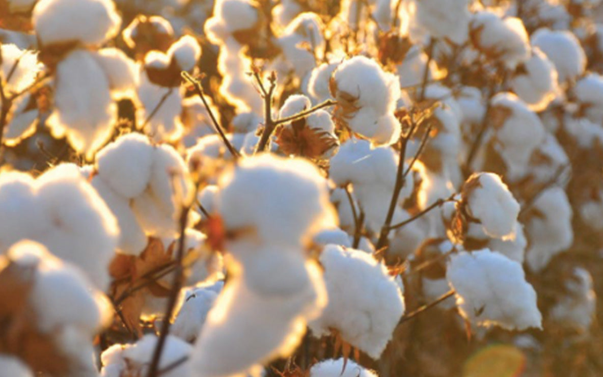 image_alt_placeholder