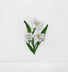 NARCISSUS (DECEMBER)