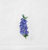 LARKSPUR (JULY)