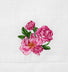 PEONY (NOVEMBER)