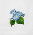 MORNING GLORY (SEPTEMBER)